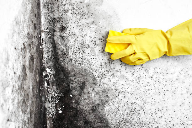 Best Crawl Space Mold Removal  in Live Oak, FL