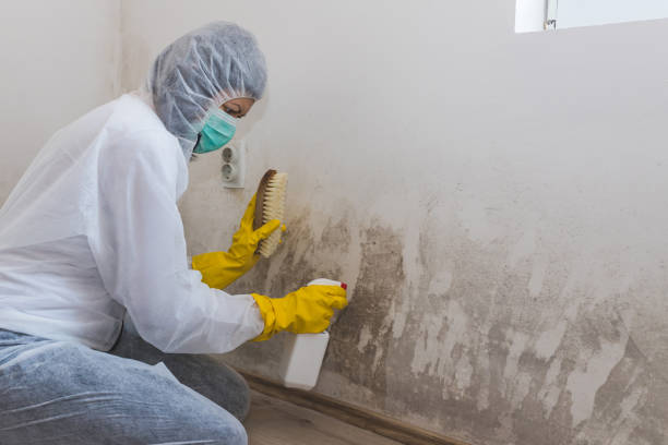 Best Mold Remediation Services  in Live Oak, FL