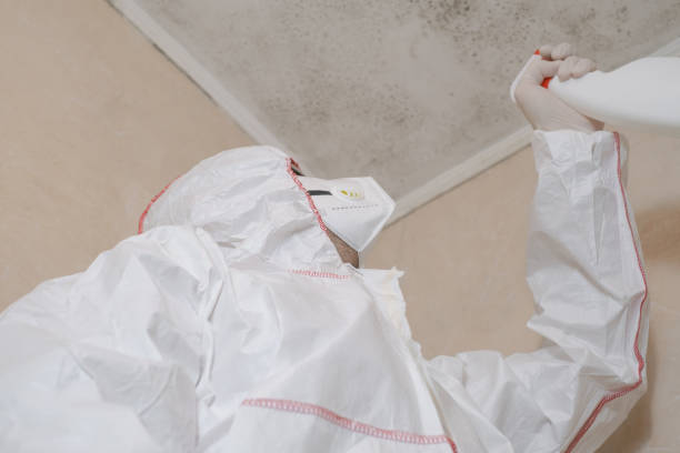 Best Same-Day Mold Removal  in Live Oak, FL