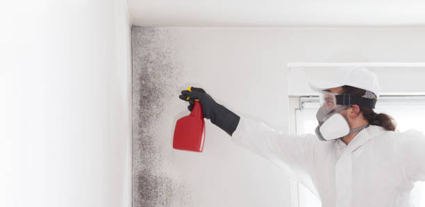 Best Black Mold Removal  in Live Oak, FL