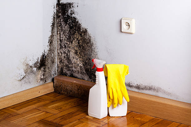 Best Commercial Mold Removal  in Live Oak, FL